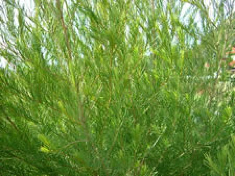 画像1: NEW☆天然植物の力で被毛・皮膚をやさしく健康に若々しく保ちます【NEW!A.P.D.Cティートリーコンディショナー】250ml