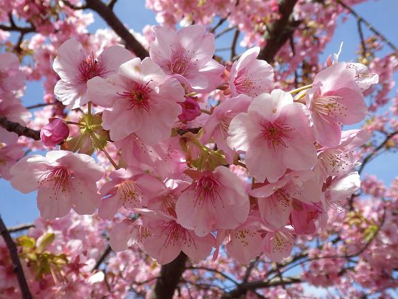 桜の開花もそろそろです