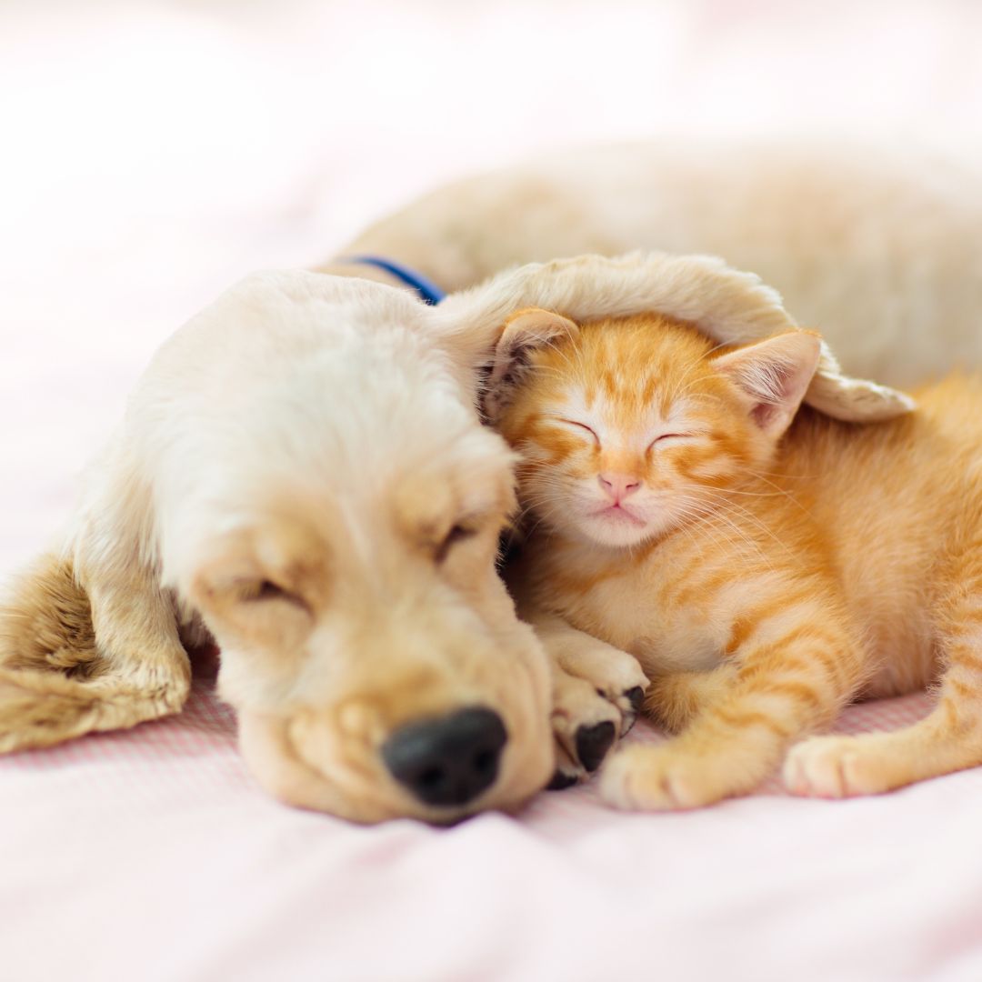 くつろぐ犬と猫